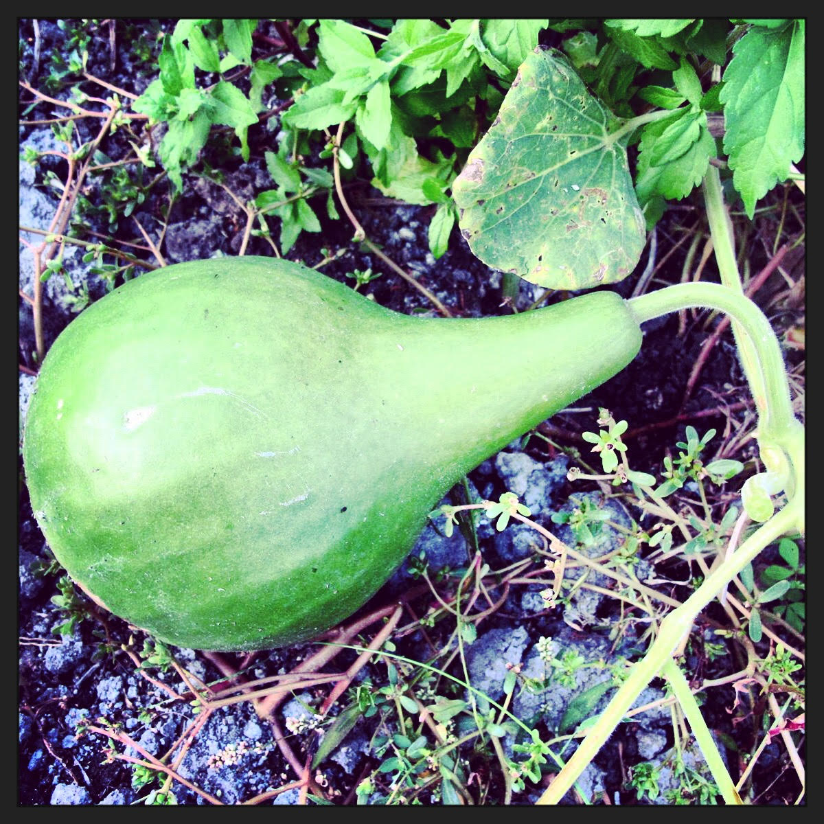 zucca1